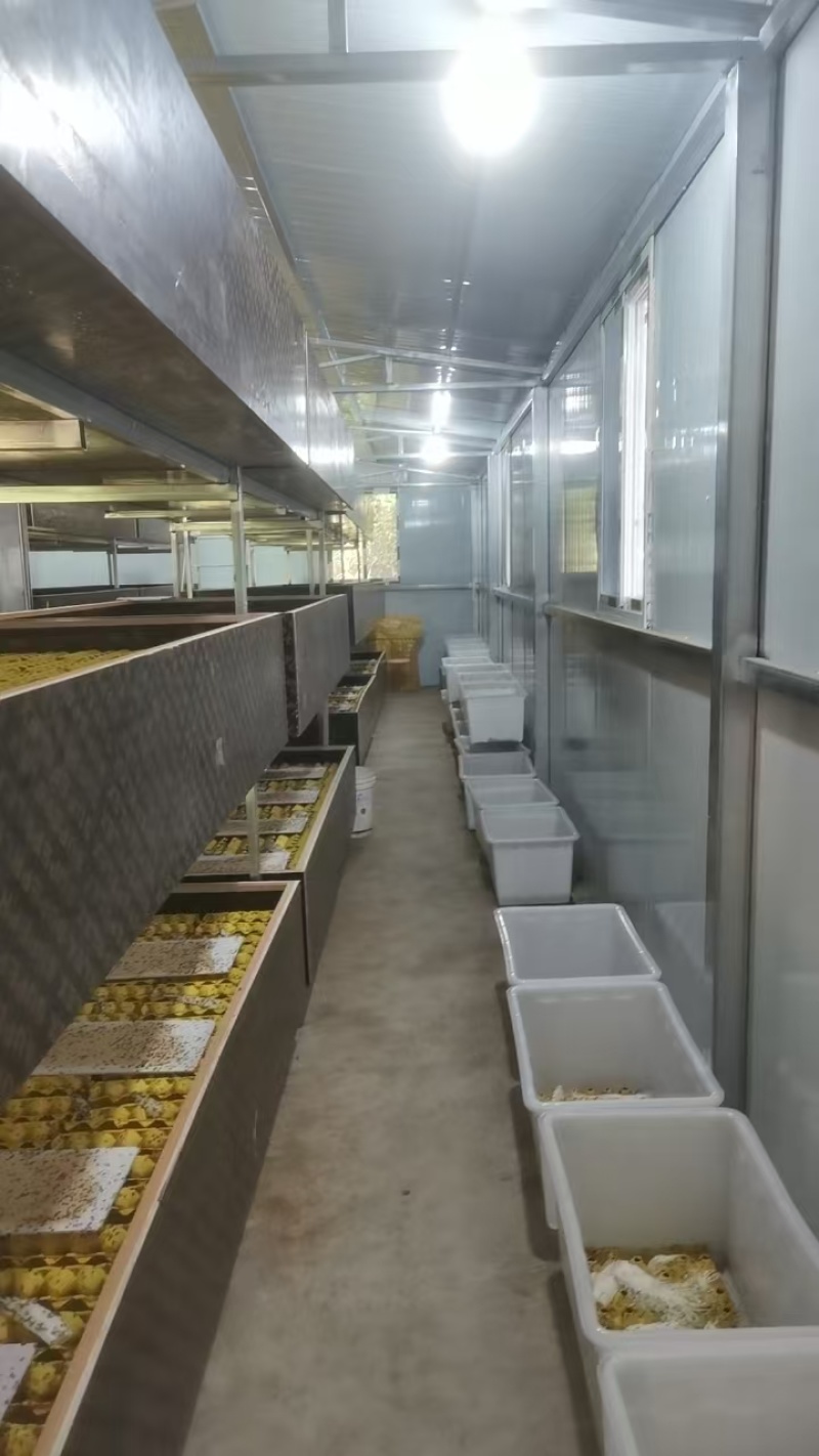 【实力推荐】蟋蟀自家养殖品质保证支持视频看货