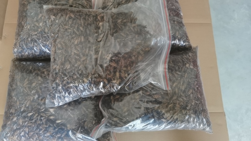 【实力推荐】蟋蟀自家养殖品质保证支持视频看货
