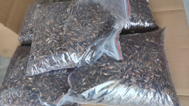 【实力推荐】蟋蟀自家养殖品质保证支持视频看货