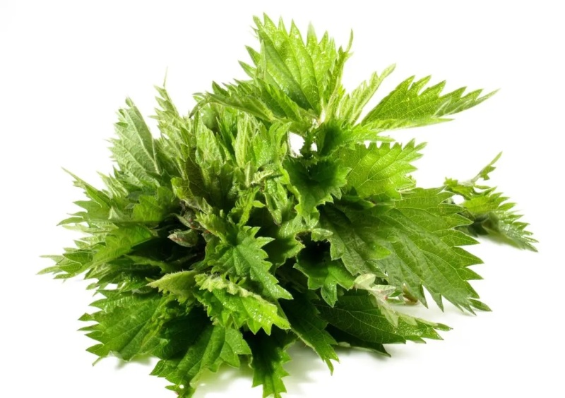新货荨麻细粉中药粉
