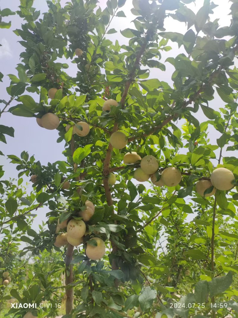 新疆阿克苏的恐龙蛋已经成熟了口感很好很甜密