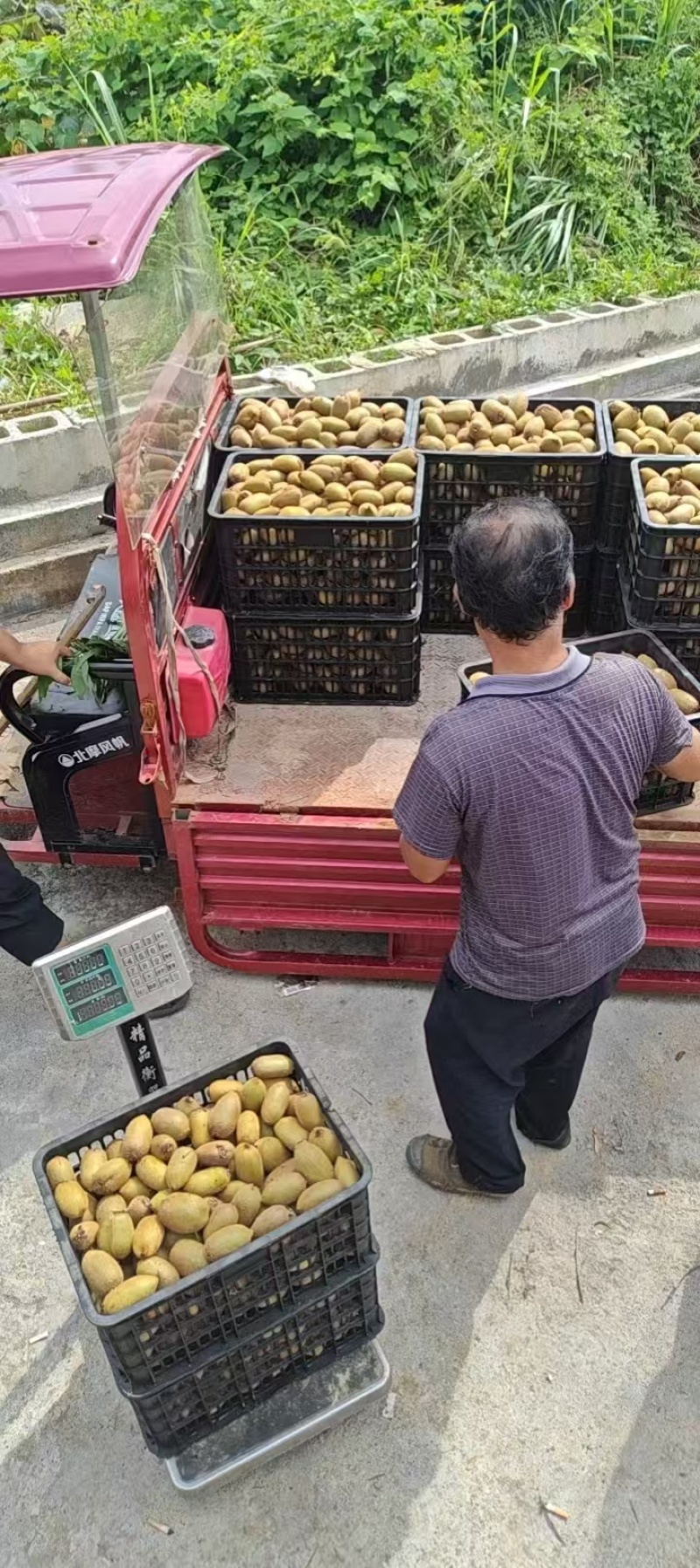 米良1号猕猴桃湖南基地直供质量保证一手货源欢迎订购