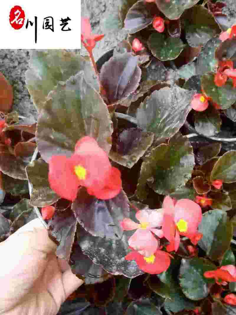 四季开花玻璃海棠四季海棠花杯苗批发花坛花境绿化带栽培