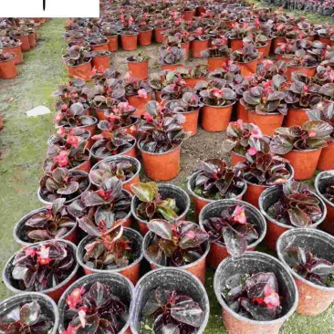 四季开花玻璃海棠四季海棠花杯苗批发花坛花境绿化带栽培