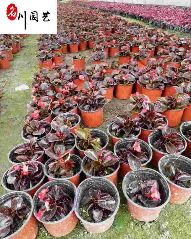 四季开花玻璃海棠四季海棠花杯苗批发花坛花境绿化带栽培