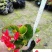 四季开花玻璃海棠四季海棠花杯苗批发花坛花境绿化带栽培