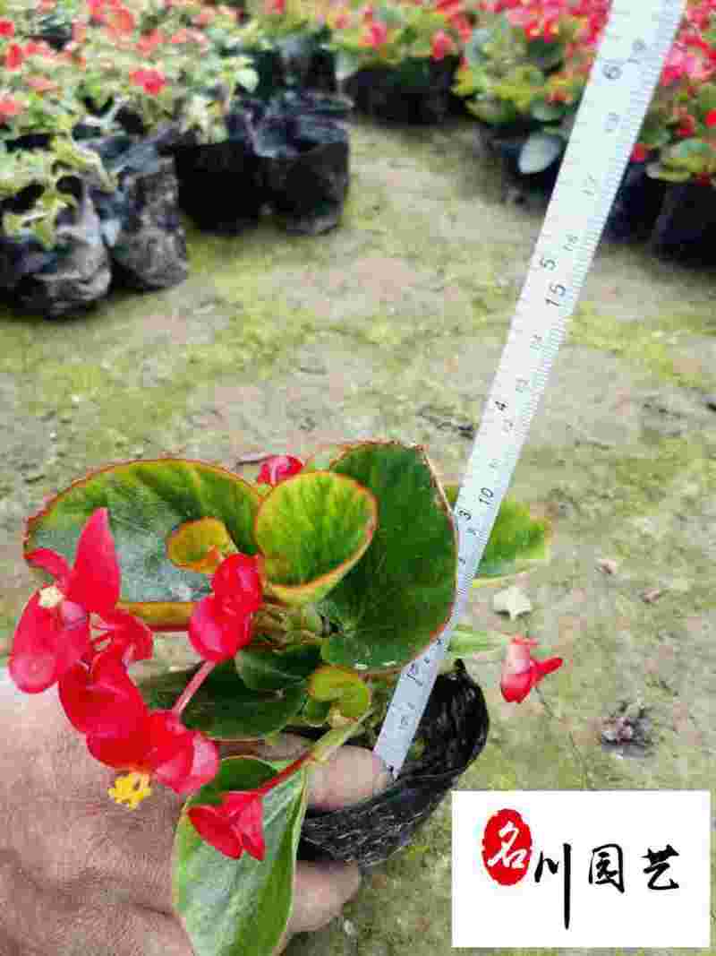 四季开花玻璃海棠四季海棠花杯苗批发花坛花境绿化带栽培