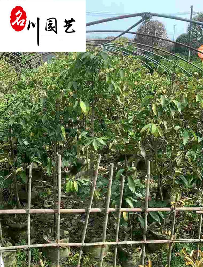 黄角兰绿化苗木批发白兰黄葛兰基地直供量大从优