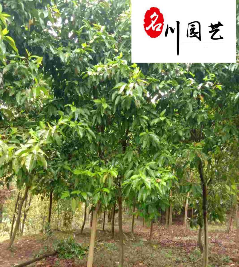黄角兰绿化苗木批发白兰黄葛兰基地直供量大从优