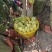 精品芒果/水仙芒果产地直发大量现货欢迎各地客商洽谈