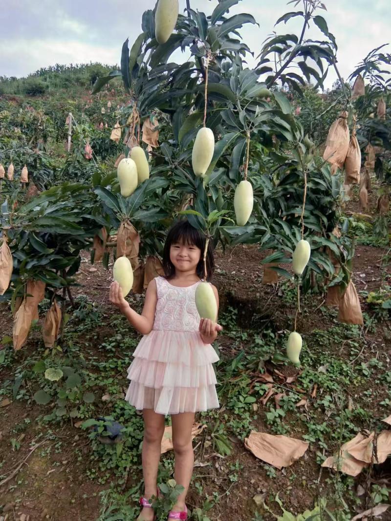 精品芒果/水仙芒果产地直发大量现货欢迎各地客商洽谈