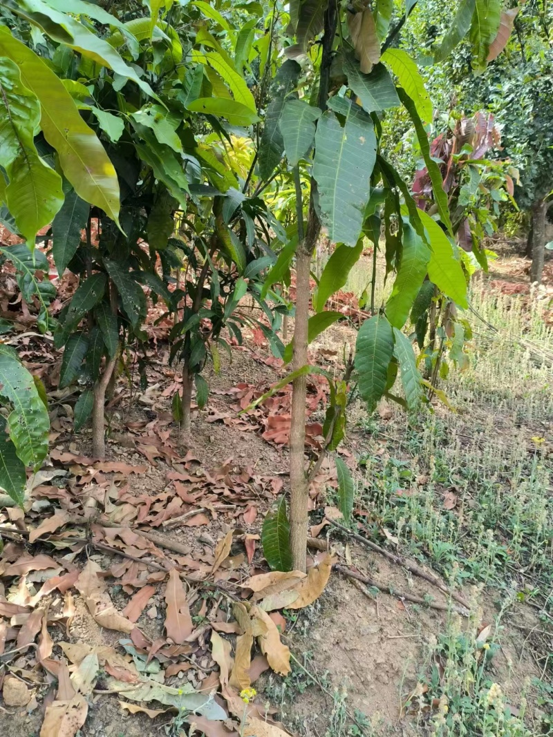 精品芒果/水仙芒果产地直发大量现货欢迎各地客商洽谈