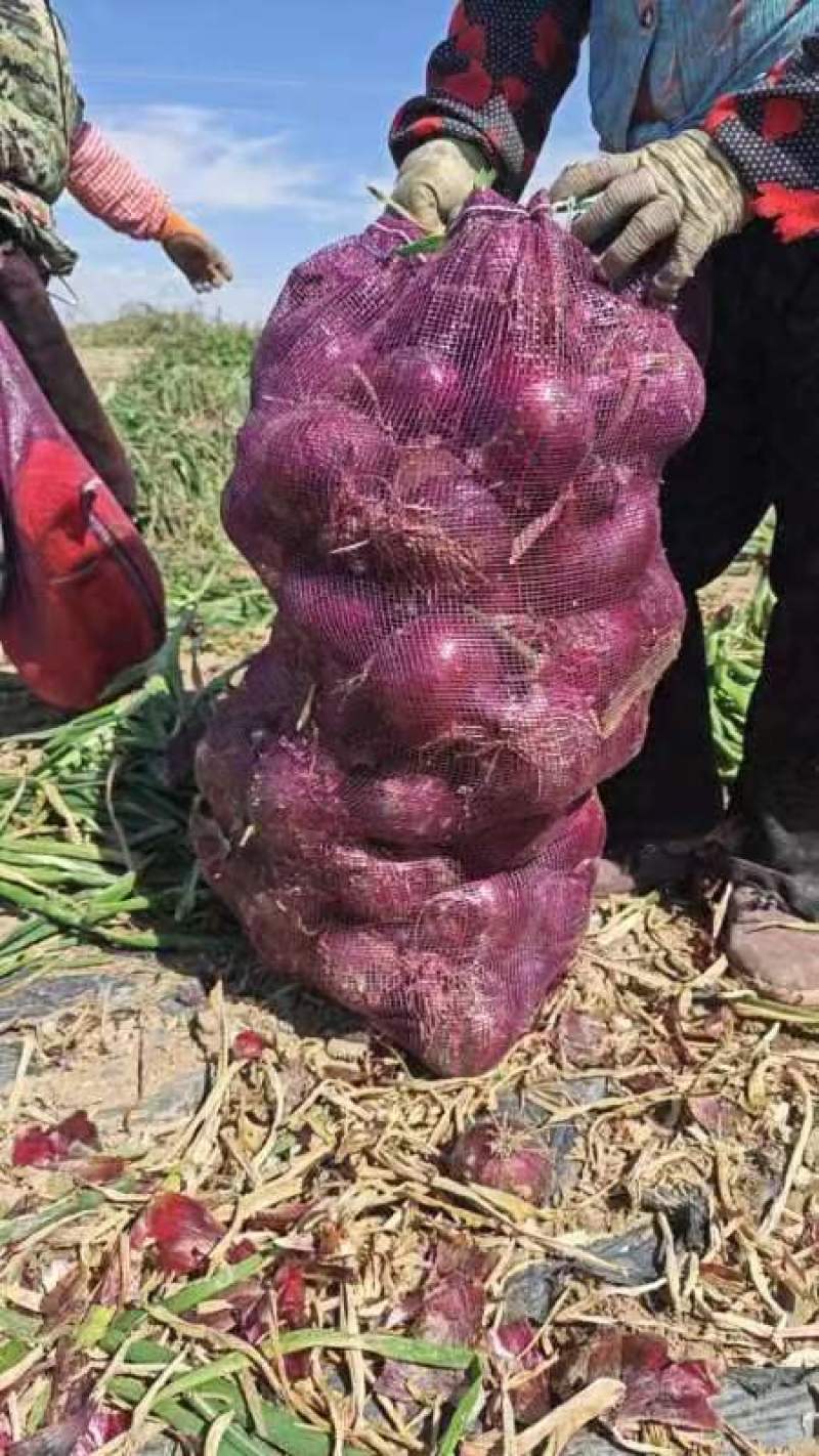 甘肃张掖红锦洋葱紫皮洋葱，一手货，保质保量量大优惠