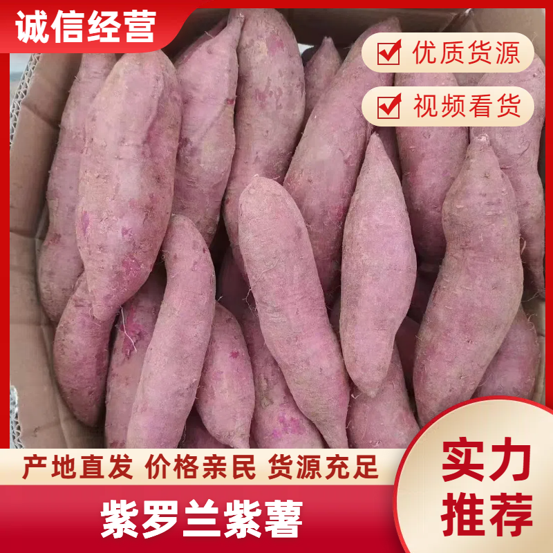 湖北紫薯紫罗兰紫薯粉糯香甜产地一手货源可对接大型商超
