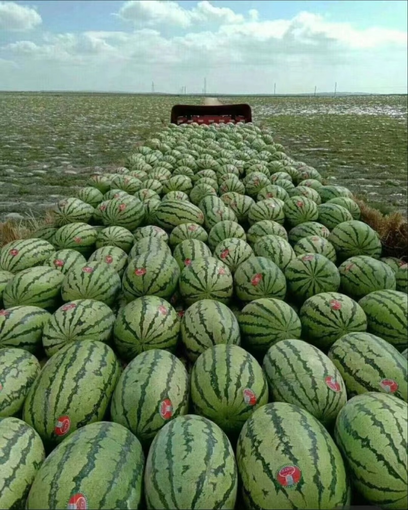 宁夏硒砂瓜宁夏中卫西瓜石头瓜糖度高脆甜瓜型好可视频