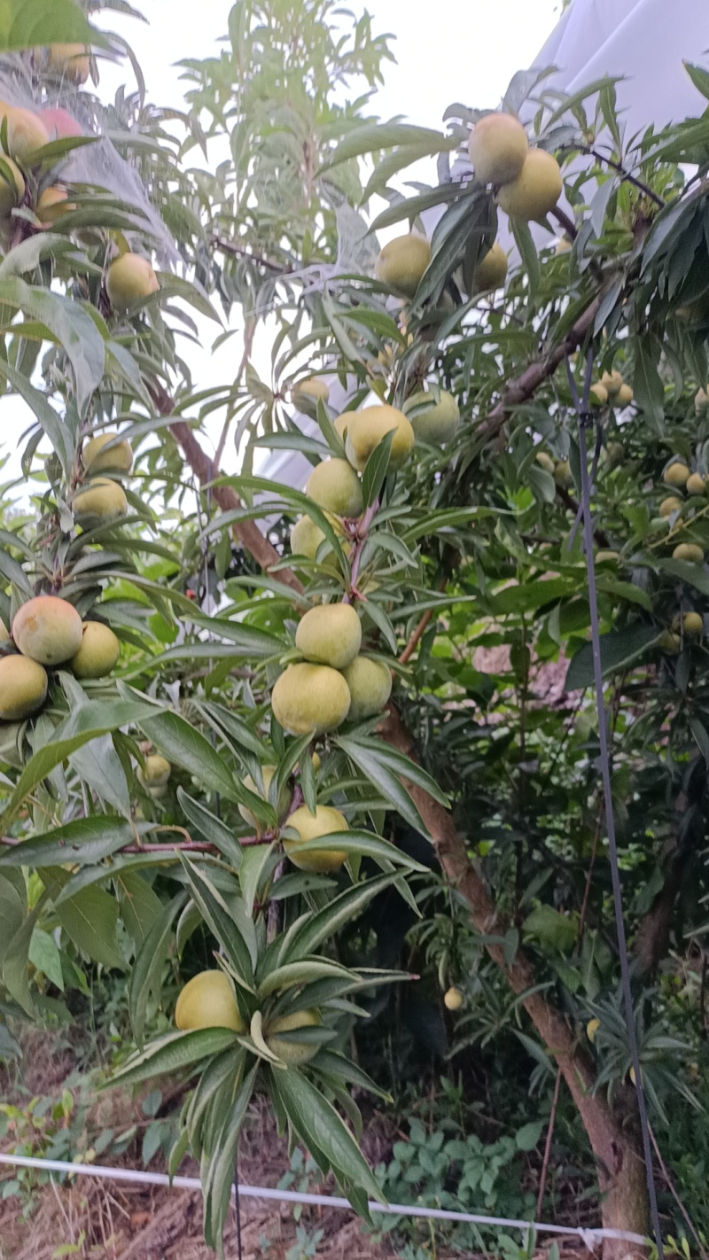 精品晚熟蜂糖李，产地一手货源，品质保证，量大从优，可视频看货