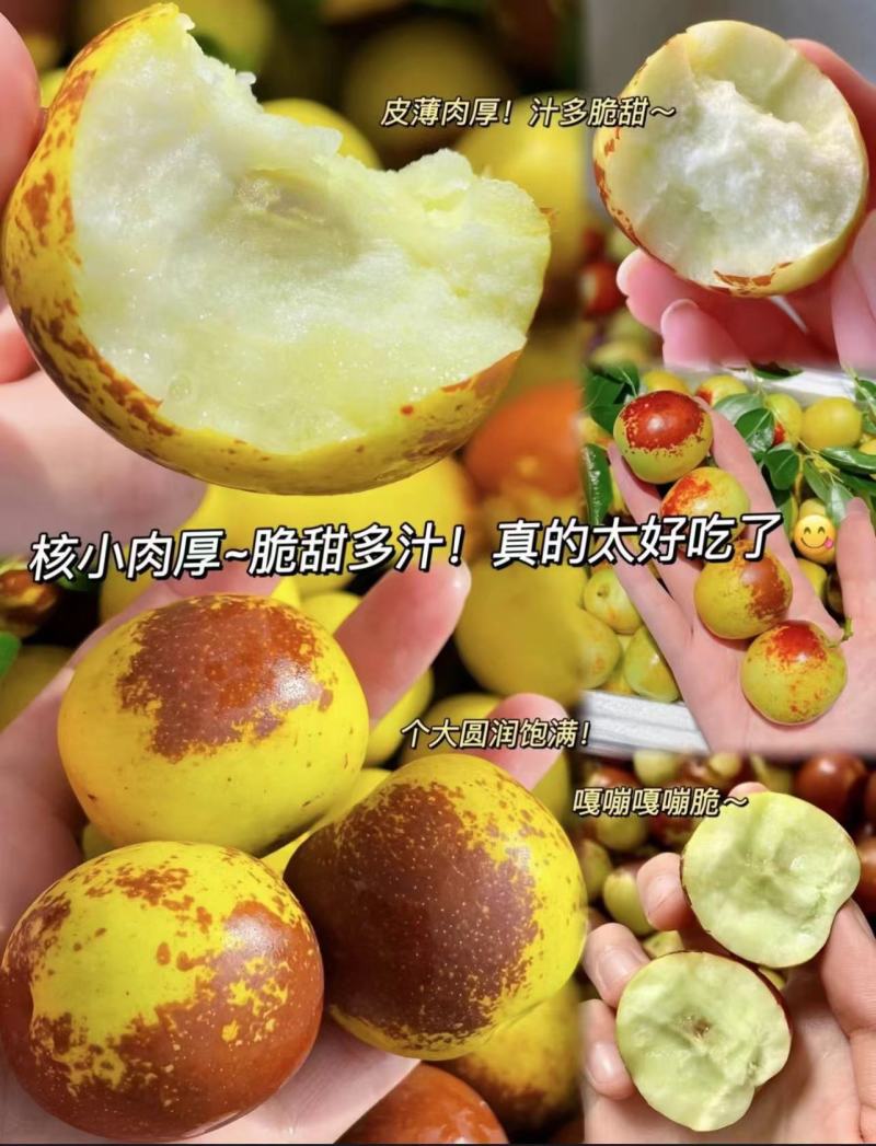 山东无棣脆枣王大量上市了！脆度口感好！价格不高！