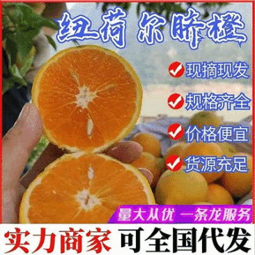 纽荷尔脐橙/湖北脐橙/湖北橙子/果园现摘/可全国代发