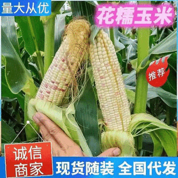 花糯玉米小花糯山东玉米山东花糯玉米大量现货供应
