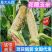 花糯玉米小花糯山东玉米山东花糯玉米大量现货供应