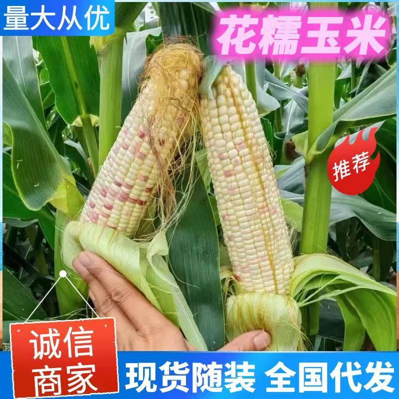 花糯玉米小花糯山东玉米山东花糯玉米大量现货供应