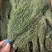 独脚金疳积草当季新货独角金孩儿草产地货源量大从优