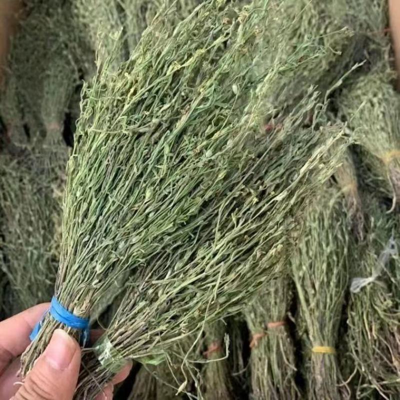 独脚金疳积草当季新货独角金孩儿草产地货源量大从优