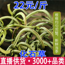 化石草肾精茶结石草大叶小叶化石草大货批发一件代发