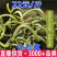 化石草肾精茶结石草大叶小叶化石草大货批发一件代发