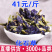 蝶豆花蓝蝴蝶色染色可食用干花厂家直销蓝色花果茶代用