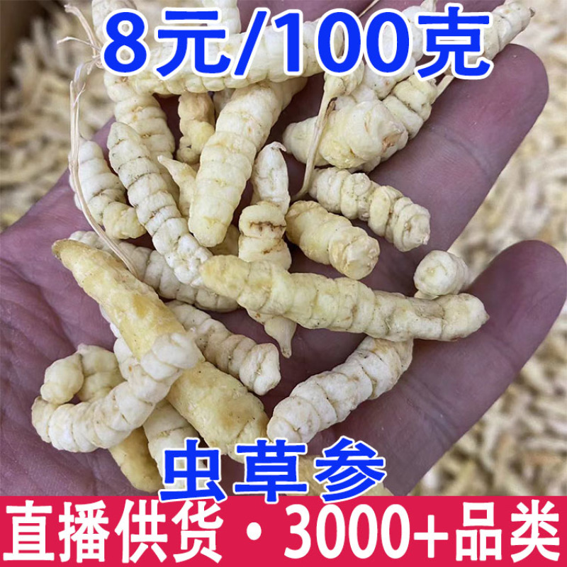 虫草参白虫草批发一件代发