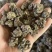 猫爪草猫抓草新货散装批发猫爪草洗货猫爪草批发