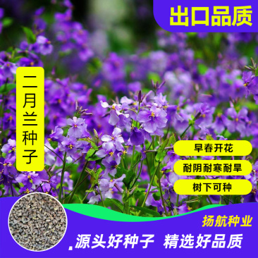 二月兰花种子四季种易活多年生宿根诸葛菜种子耐阴耐寒二月兰