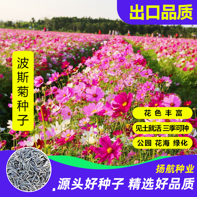 波斯菊花种子格桑花种籽子七彩四季开花易活花籽庭院室外野花