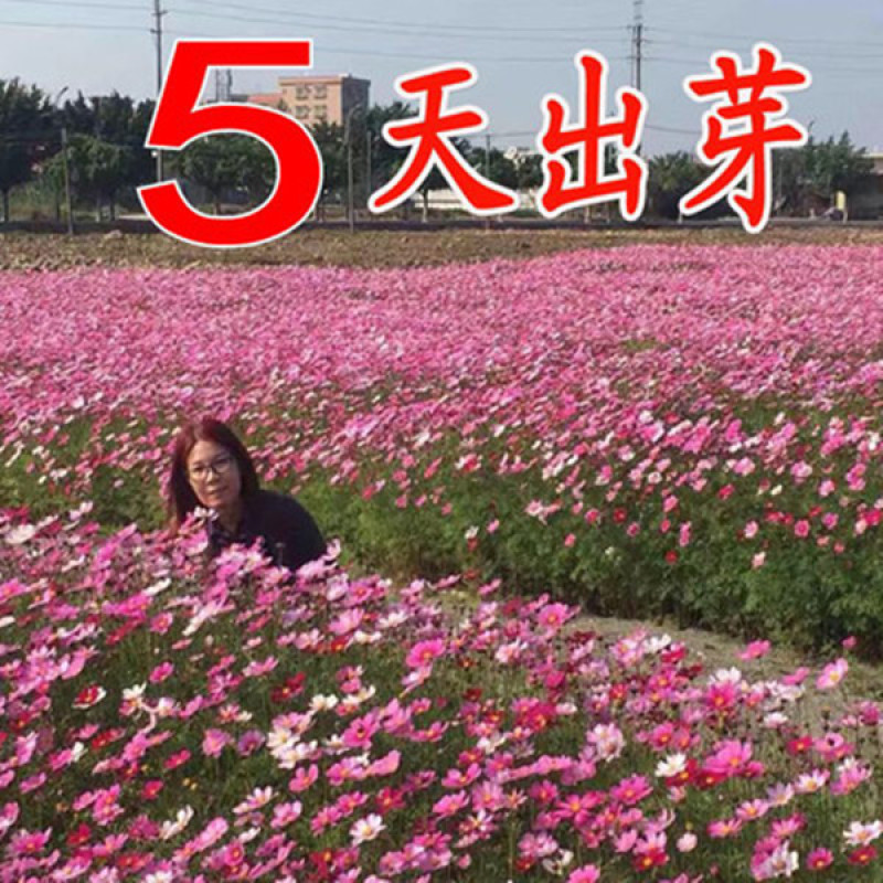 波斯菊花种子格桑花种籽子七彩四季开花易活花籽庭院室外野花