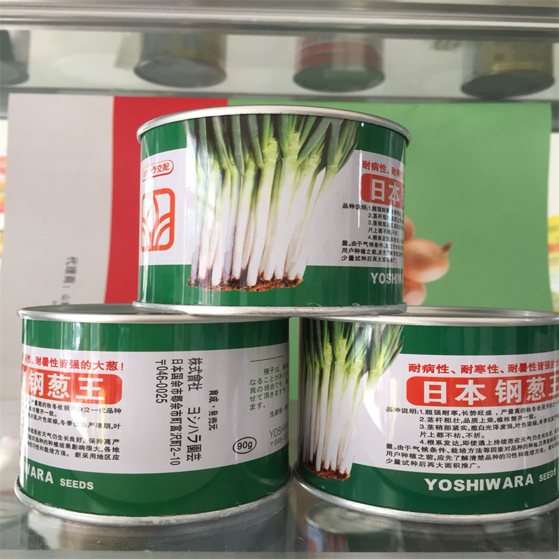 钢葱种子日本钢葱王种子高产抗倒伏耐热耐寒耐抽大葱种子