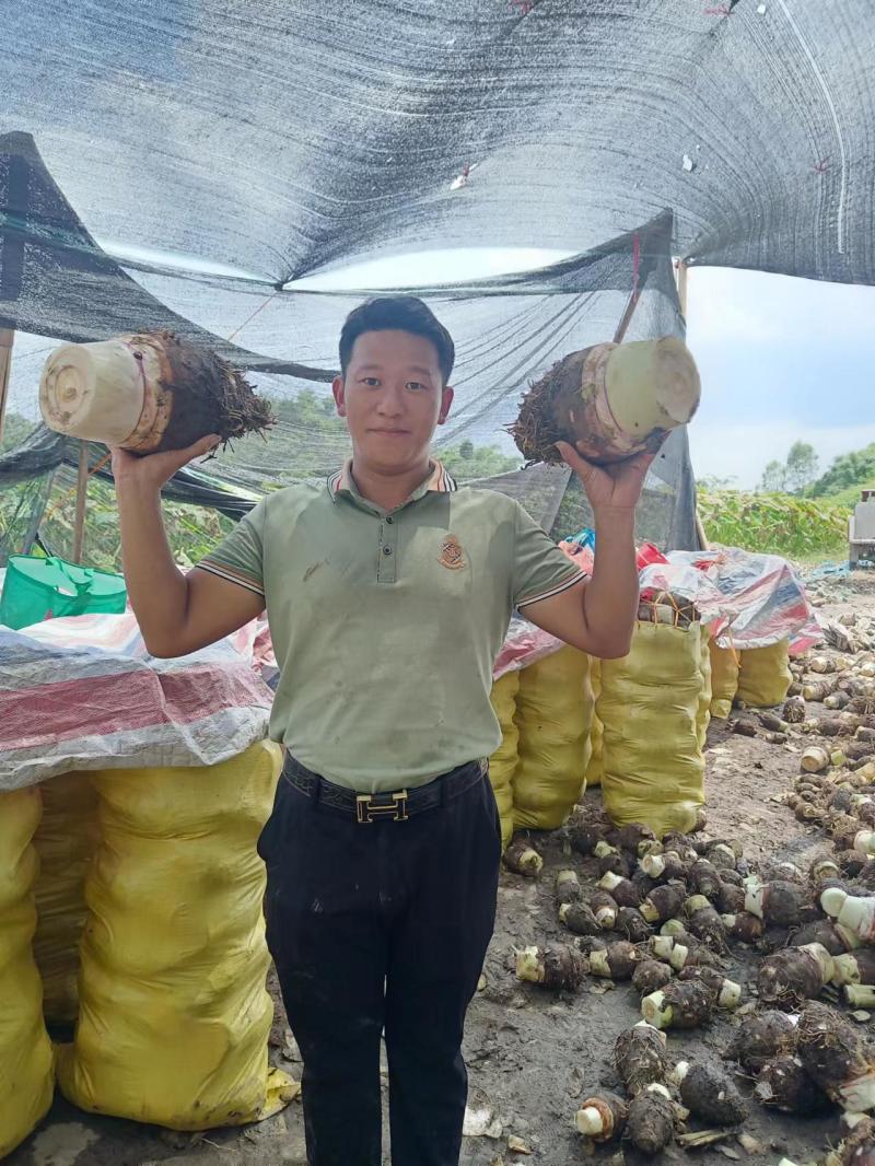 【实力推荐】广东芋头品质保证对接全国产地直发视频看货