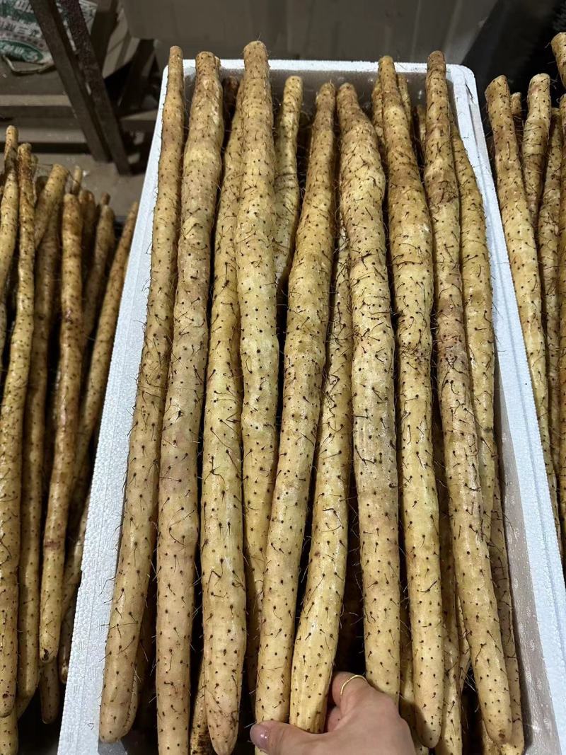 【推荐】小白嘴山药一手货源大量批发可视频看货欢迎订购