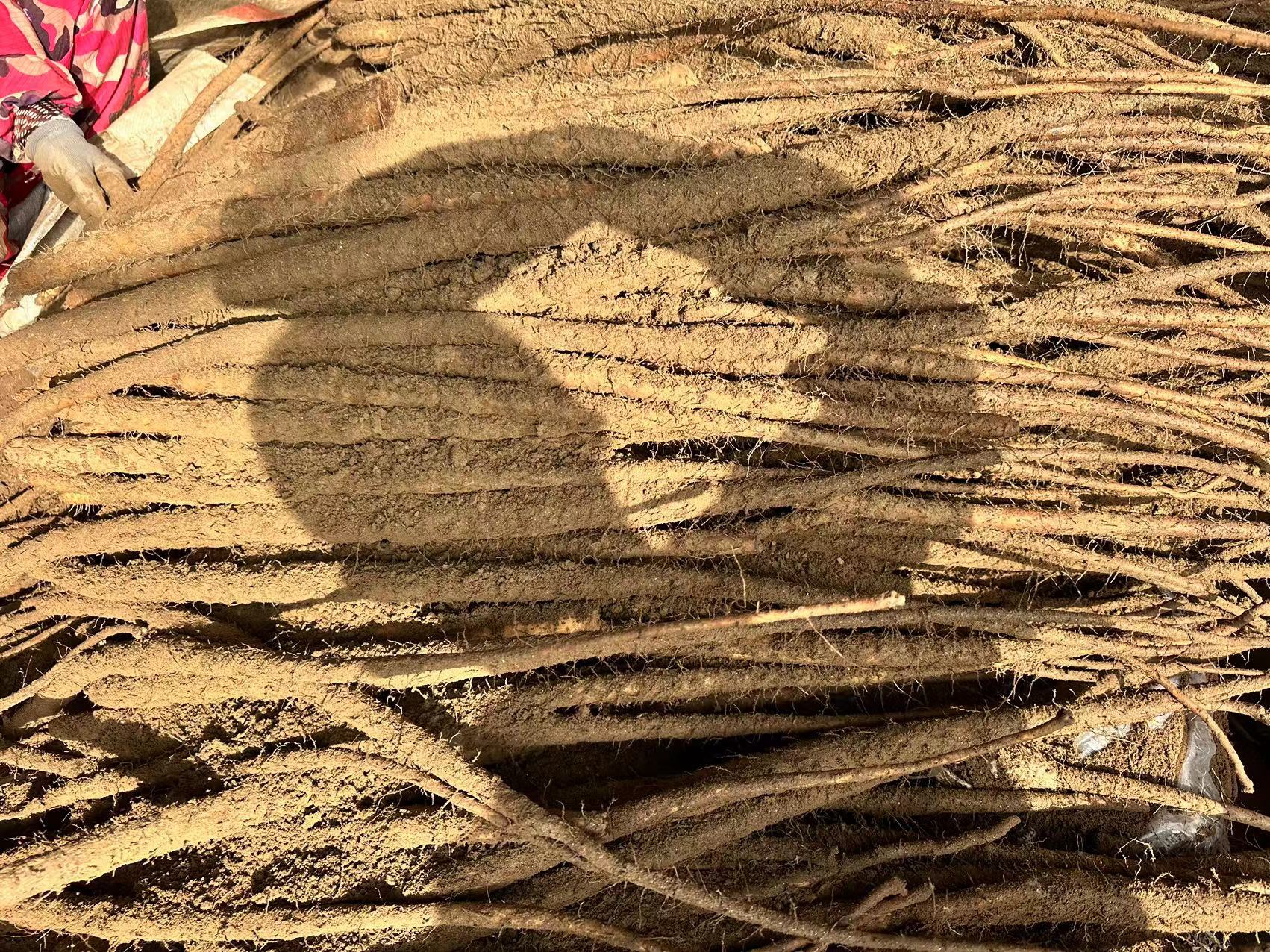 山药品种外形对比图