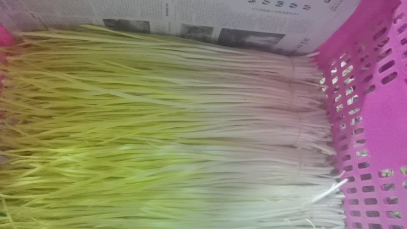 遵化蒜黄，唐山蒜黄，精品蒜黄