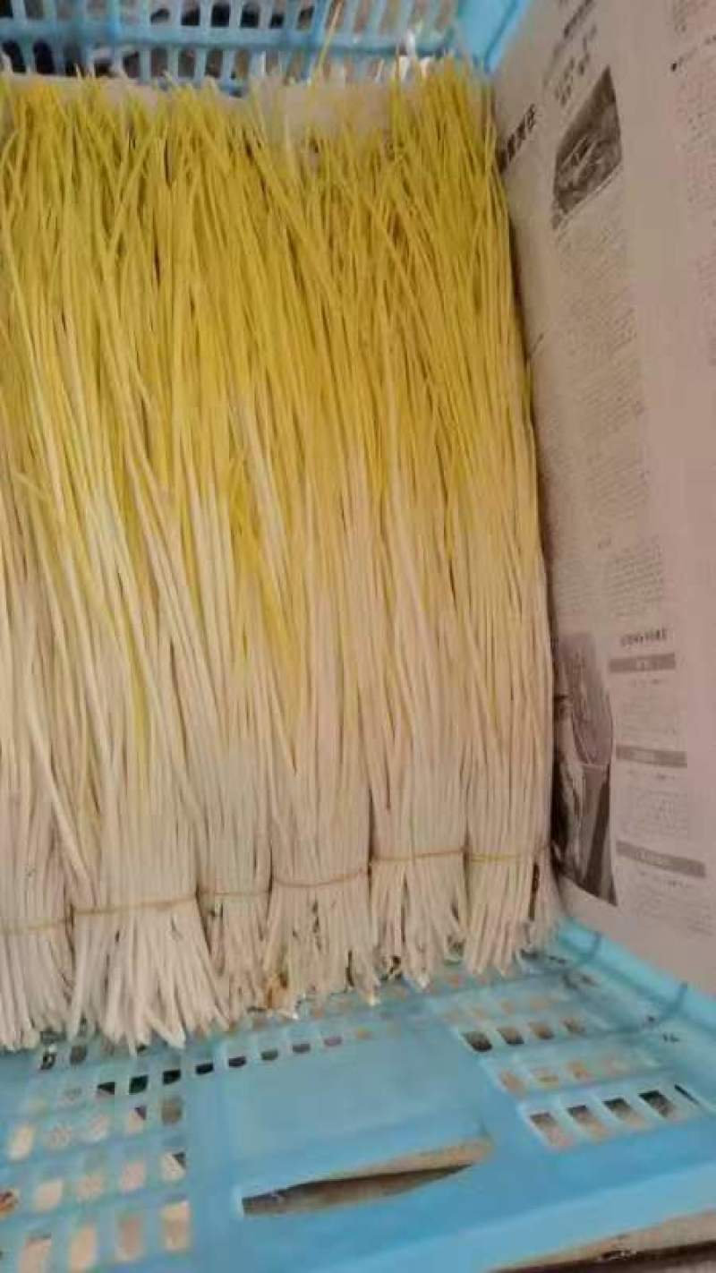遵化蒜黄，唐山蒜黄，精品蒜黄