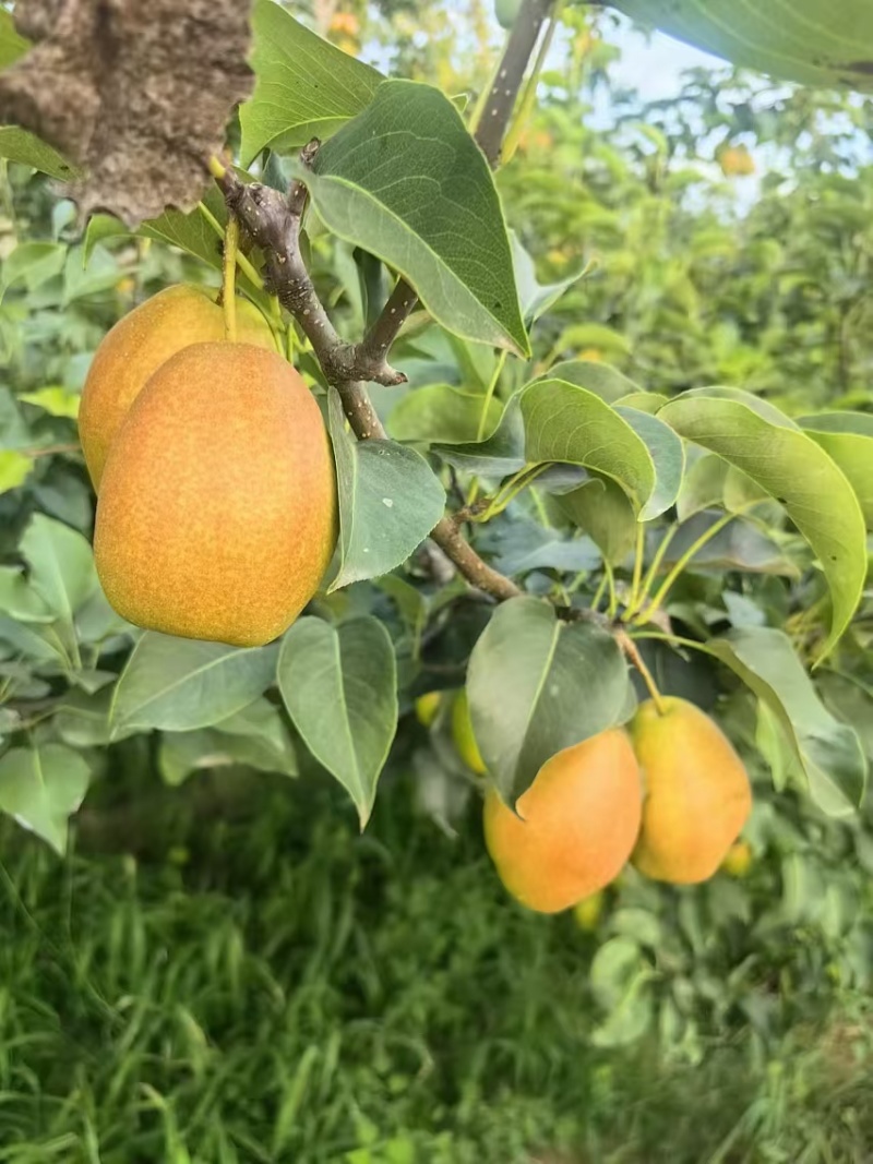 陕西蒲城红香酥梨大量上市，口感甜，果面好，基地供应