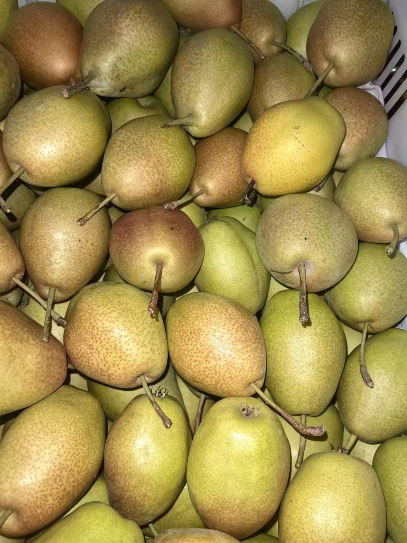 陕西蒲城红香酥梨大量上市，口感甜，果面好，基地供应