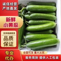 [推荐]河南焦作新鲜小黄瓜黄产地直发专业代办