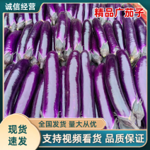 【新货热卖】精品广茄子现货供应一手货源价格美丽