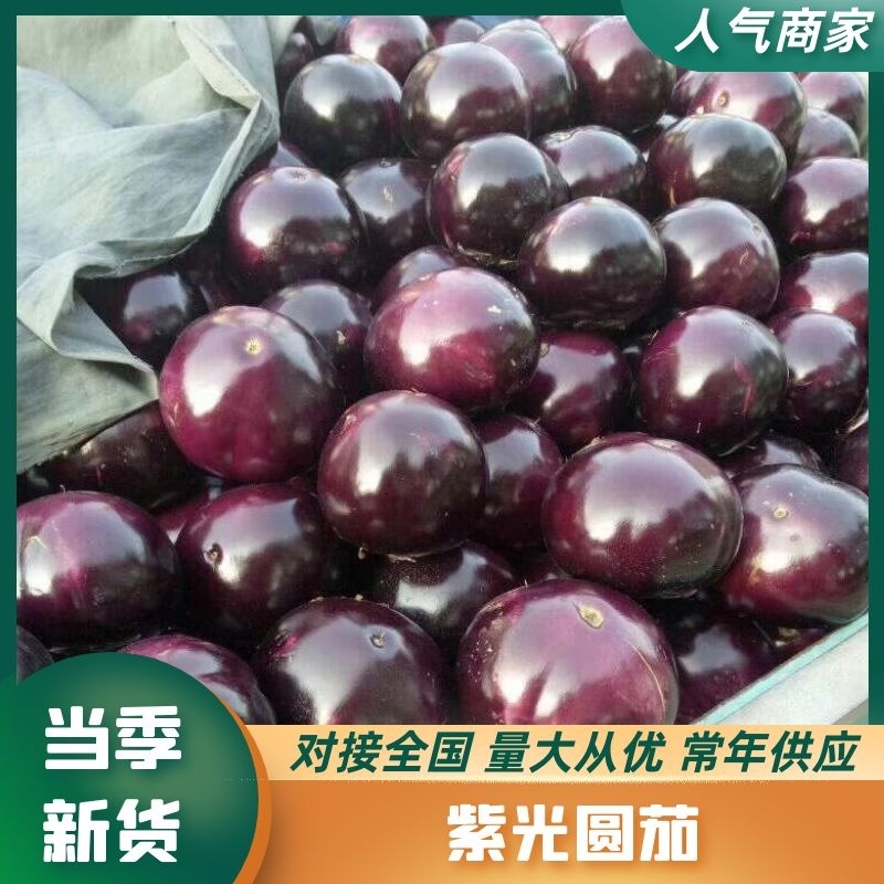 【热卖榜单】紫光圆茄全国接单货源充足价格美丽