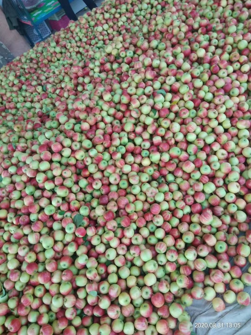 小红苹果东北辽宁苹果123苹果产地直发一手货源