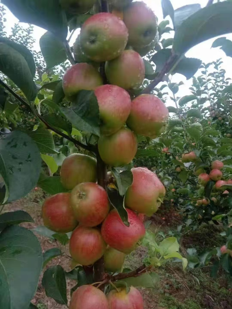 小红苹果东北辽宁苹果123苹果产地直发一手货源
