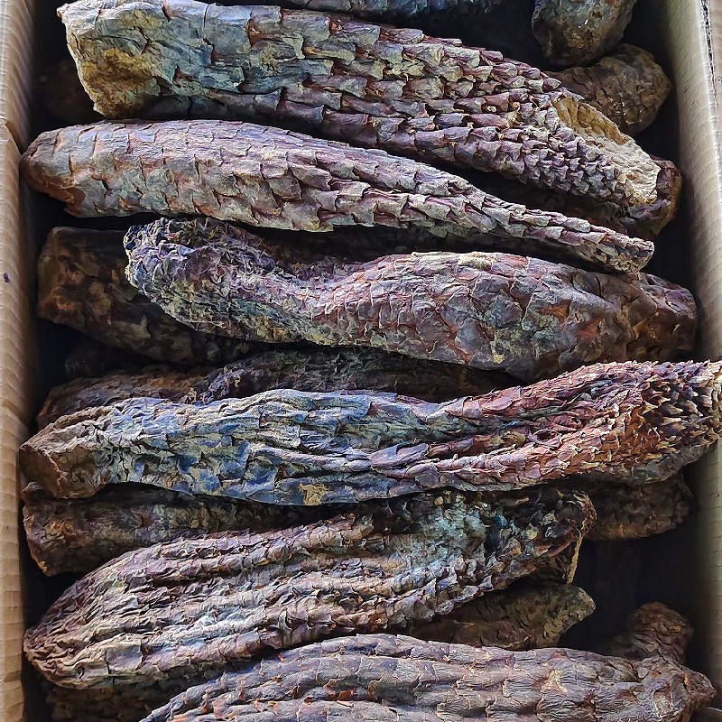 新疆肉苁蓉硬质大芸短条泡茶泡水沙漠宝和田特产批发
