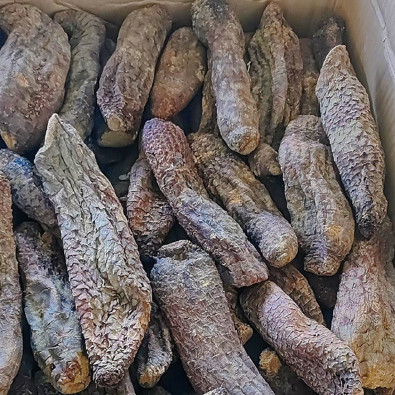 新疆肉苁蓉硬质大芸短条泡茶泡水沙漠宝和田特产批发